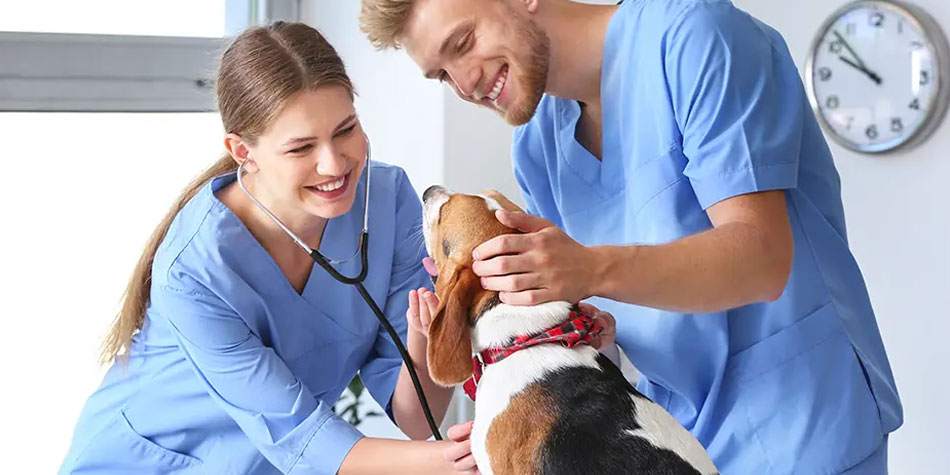 Two veterinary assistants with dog.